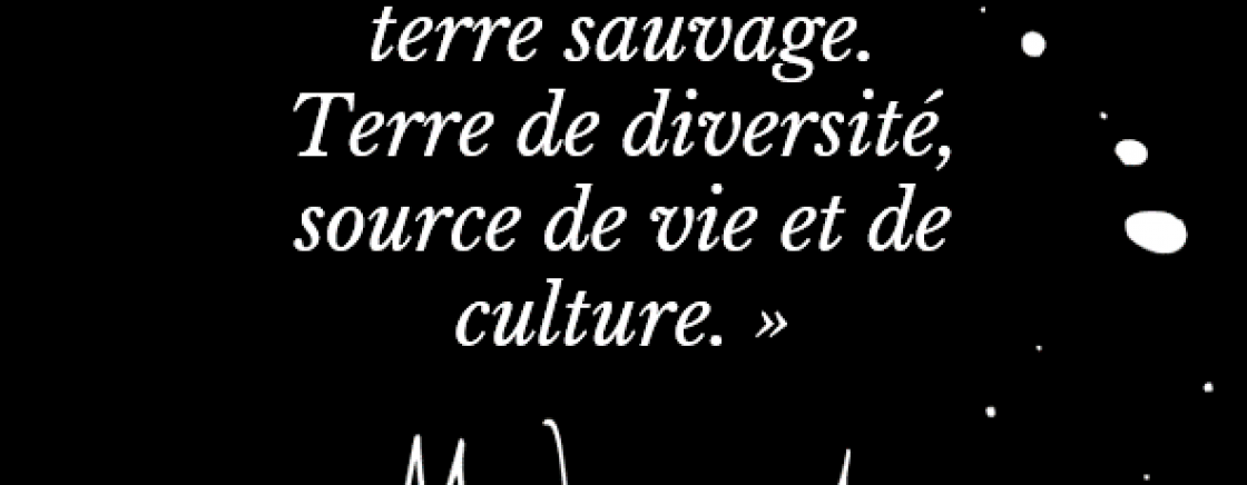 Les collections du musee Dapper